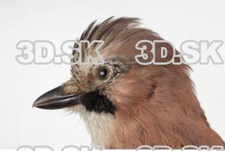 Jay - Garrulus glandarius 0038